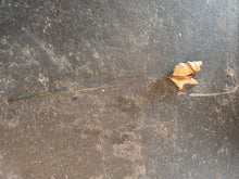 Load image into Gallery viewer, Seashell Hat Pin 2448
