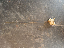 Load image into Gallery viewer, Seashell Hat Pin 2448
