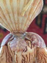 Load image into Gallery viewer, Shell Lady 42605
