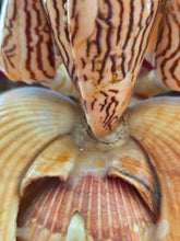 Load image into Gallery viewer, Shell Lady 42605
