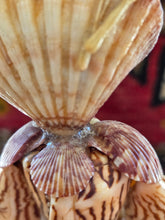 Load image into Gallery viewer, Shell Lady 42605
