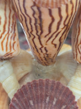 Load image into Gallery viewer, Shell Lady 42605
