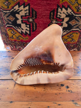 Load image into Gallery viewer, Seashell A 42606
