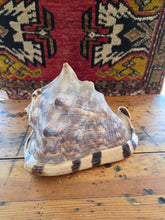 Load image into Gallery viewer, Seashell A 42606
