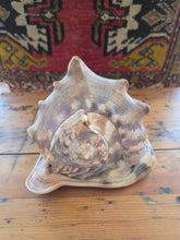 Load image into Gallery viewer, Seashell A 42606
