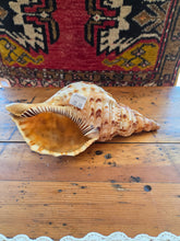 Load image into Gallery viewer, Seashell B 42606
