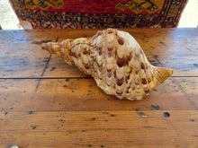 Load image into Gallery viewer, Seashell B 42606

