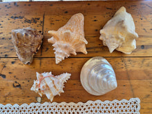 Load image into Gallery viewer, Seashells C to G 42607
