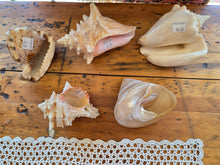 Load image into Gallery viewer, Seashells C to G 42607
