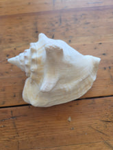 Load image into Gallery viewer, Seashells C to G 42607
