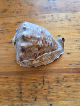 Load image into Gallery viewer, Seashells C to G 42607
