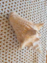 Load image into Gallery viewer, Seashells C to G 42607
