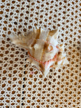 Load image into Gallery viewer, Seashells C to G 42607
