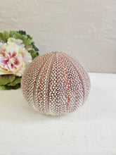 Load image into Gallery viewer, Dried Sea Urchin 001
