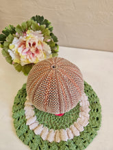 Load image into Gallery viewer, Dried Sea Urchin 001

