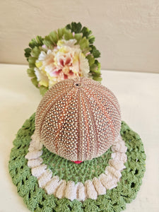 Dried Sea Urchin 001