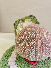 Load image into Gallery viewer, Dried Sea Urchin 001
